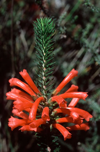 Erica abietina