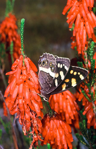 Erica mammosa