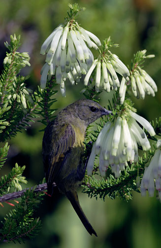 Erica mammosa