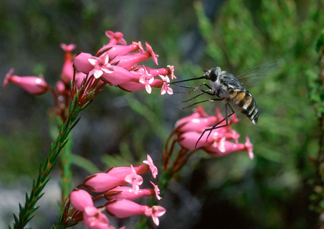 Long-proboscid fly, Philoliche
rostrata, pollinating Erica irbyana