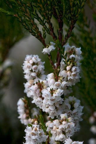 Erica capensis