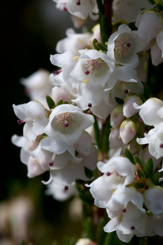 Erica capensis