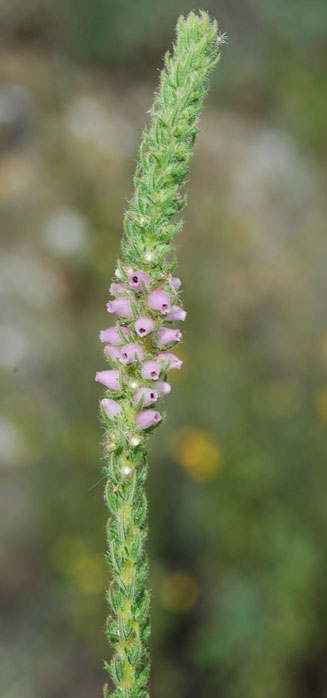 Erica alopecurus 