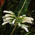 Erica thomae