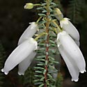 Erica baueri subsp. baueri