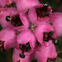 Erica turgida