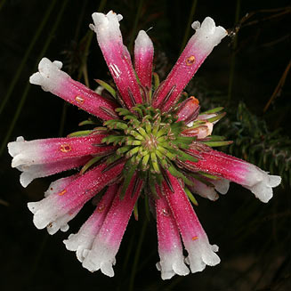 Erica viscaria subsp. longifolia 