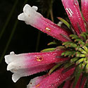 Erica viscaria subsp. longifolia 