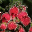 Erica haematocodon