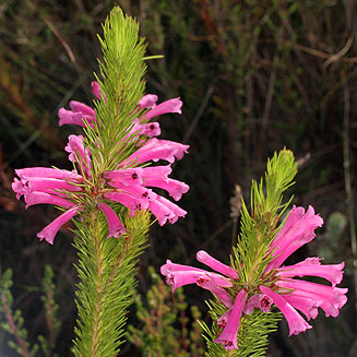 Erica vestita (Trembling heath)