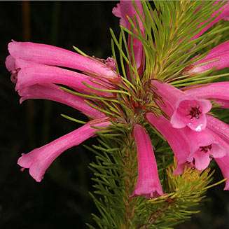 Erica vestita (Trembling heath)