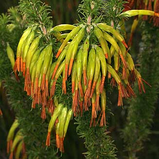Erica coccinea