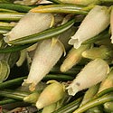 Erica caffra