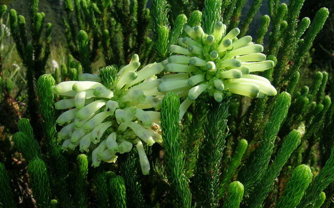Erica sessiliflora