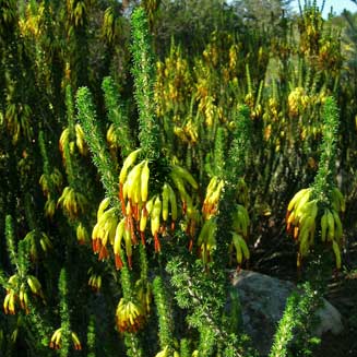 Erica coccinea