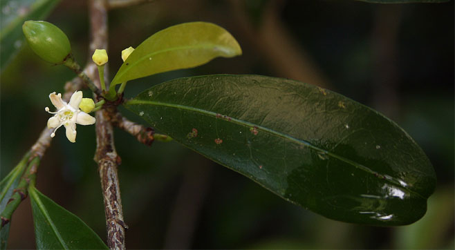 Erythroxylum emarginatum