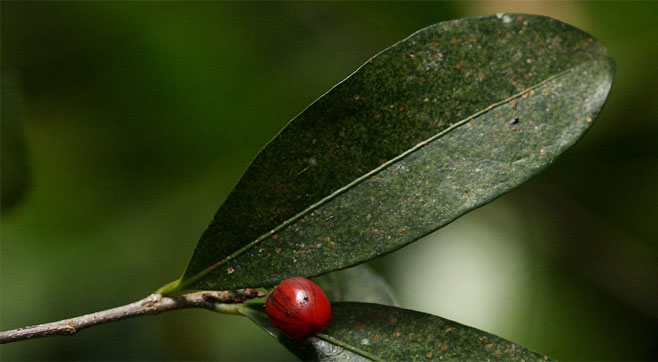Erythroxylum emarginatum