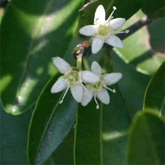 Erythroxylum emarginatum