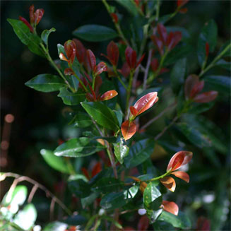 Erythroxylum emarginatum