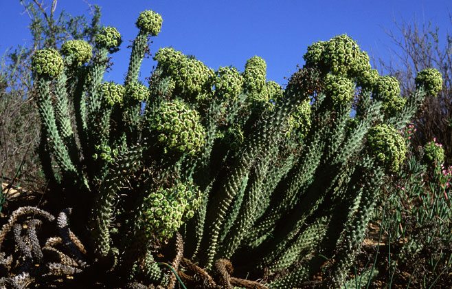 Euphorbia caput-medusae