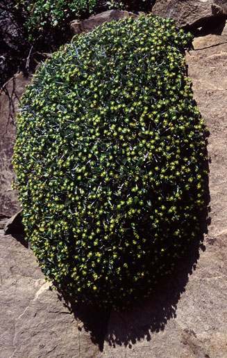 Euphorbia ericoides