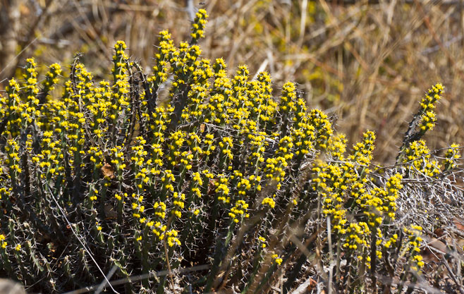 Euphorbia limpopoana