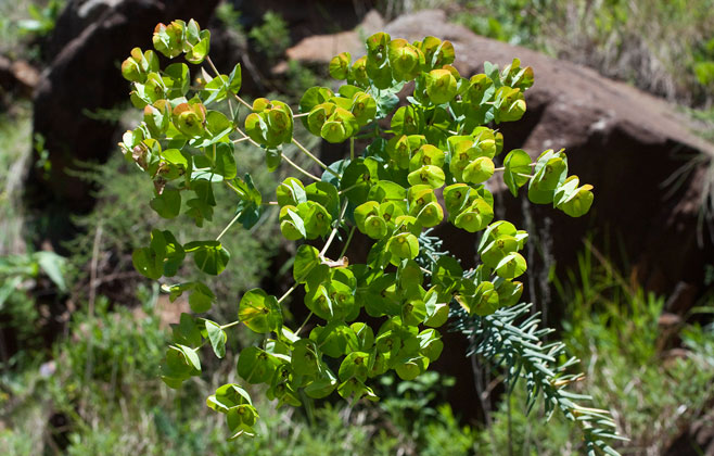 Euphorbia ericoides 