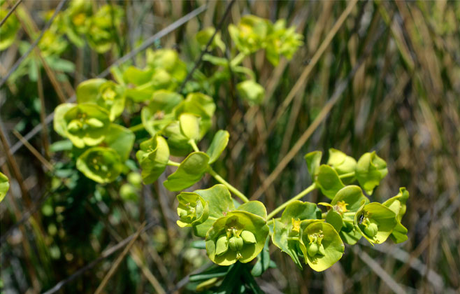 Euphorbia ericoides 