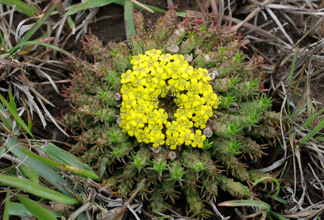 Euphorbia flanaganii 