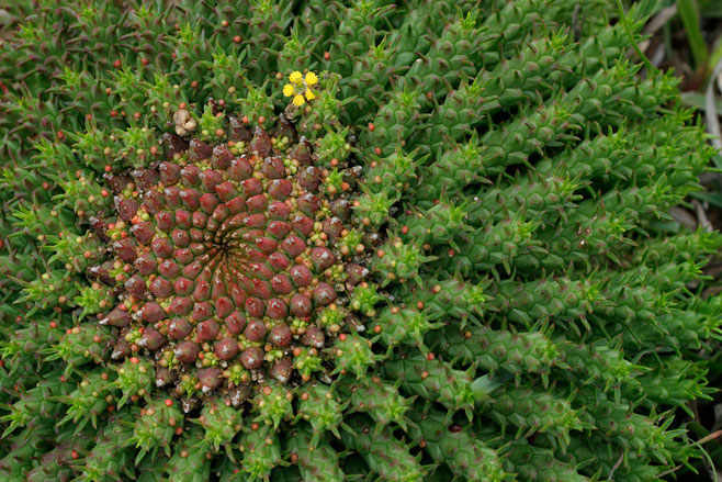 Euphorbia flanaganii 