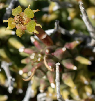 Euphorbia multiceps