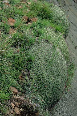 Euphorbia pulvinata