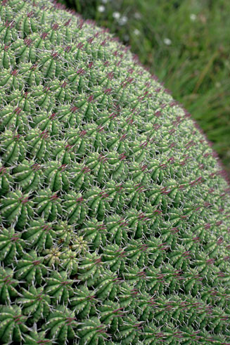 Euphorbia pulvinata