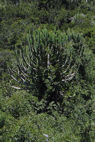 Euphorbia tetragona 
