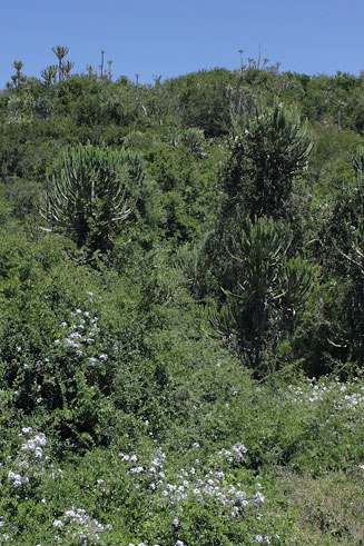 Euphorbia tetragona 