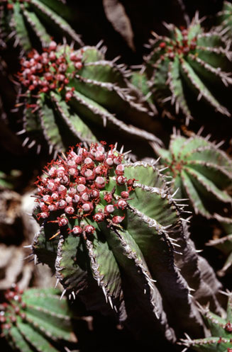 Euphorbia polygona