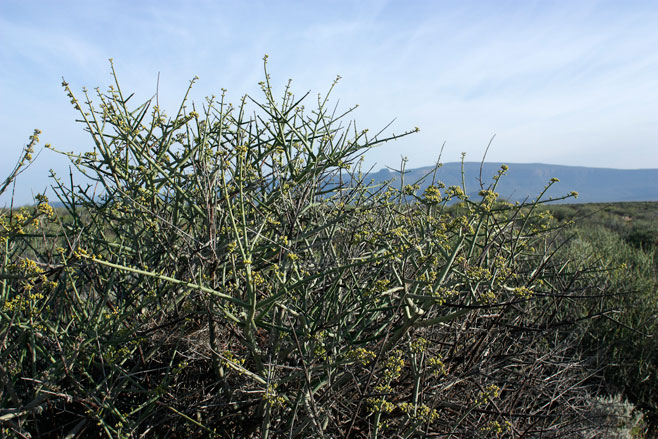 Euphorbia rhombifolia