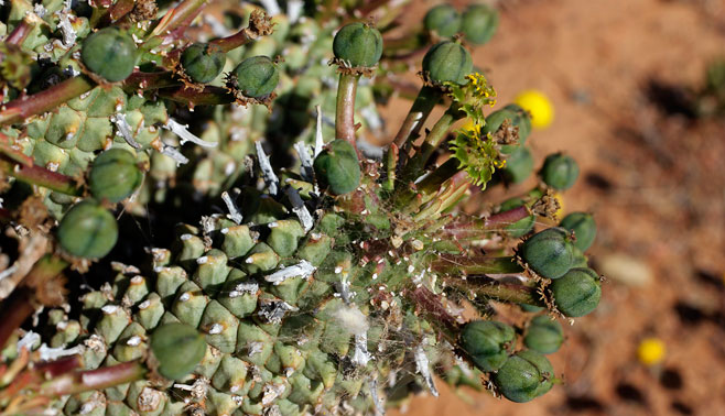 Euphorbia multiceps