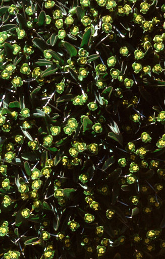 Euphorbia ericoides
