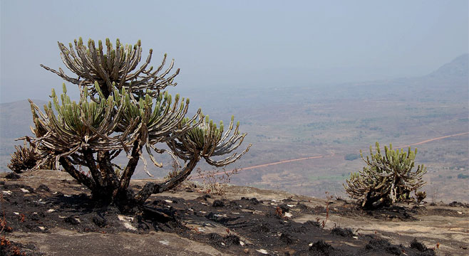 Euphorbia graniticola