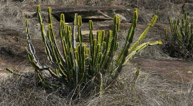 Euphorbia graniticola