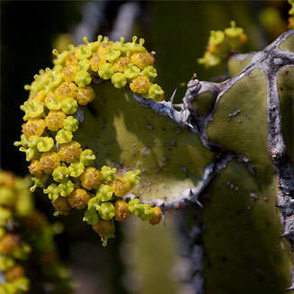 Euphorbia graniticola