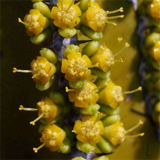 Euphorbia graniticola