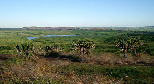 Euphorbia graniticola
