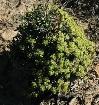 Euphorbia multiceps