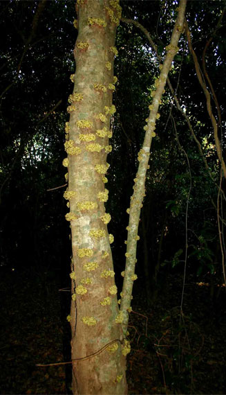 Drypetes natalensis