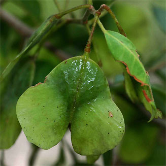 Hymenocardia acida
