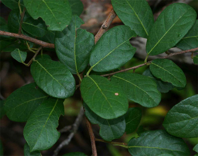 Hymenocardia acida