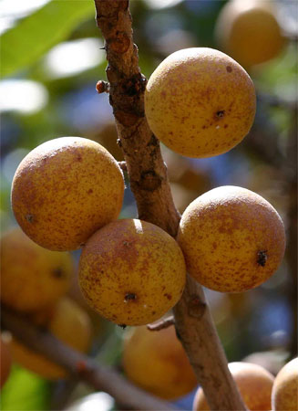 Uapaca kirkiana