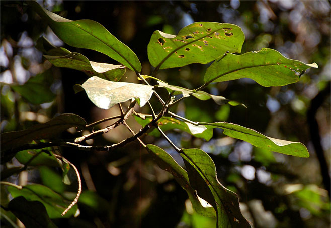 Uapaca lissopyrena